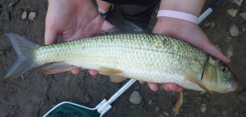 Gouden zuigkarper (Moxostoma erythrurum) — Catostomidae — 2