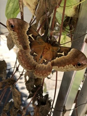 Callosamia angulifera