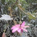 Passiflora carrascoensis - Photo (c) Alfredo F. Fuentes Claros, some rights reserved (CC BY-NC), uploaded by Alfredo F. Fuentes Claros
