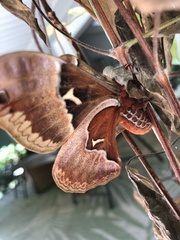 Callosamia angulifera