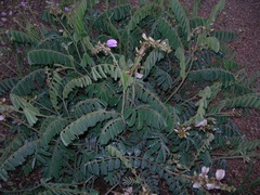 Indigofera matudae