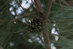 Pinus pinea — photo 2
