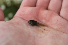 Bufo spinosus