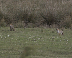 Vulpes vulpes