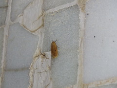 Paralithosia shaowuica