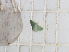 Pelagodes antiquadraria