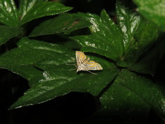 Parapoynx villidalis