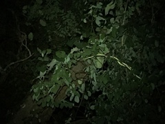 Philothamnus punctatus