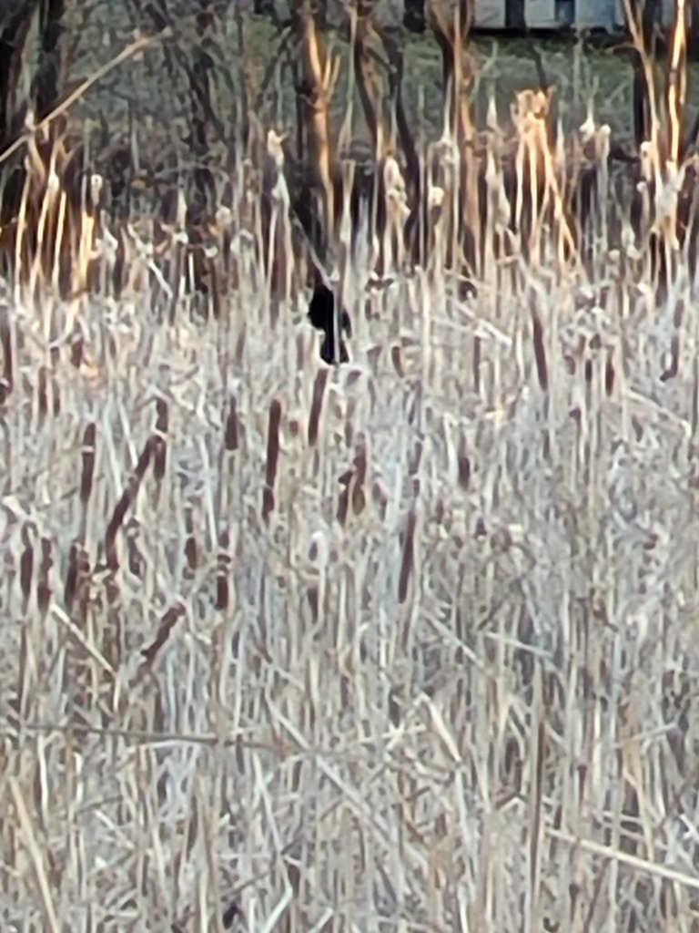 Cattails from Golden Valley, MN on March 12, 2021 at 0707 AM by J E