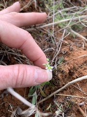 Holosteum umbellatum