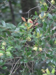 Hymenocardia ulmoides