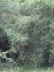 Hymenocardia ulmoides