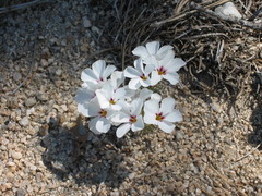 Linanthus concinnus