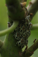 Aetalion reticulatum