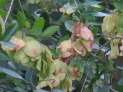 Hymenocardia ulmoides