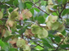 Hymenocardia ulmoides