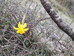 Narcissus