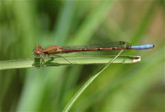 Oxyallagma dissidens