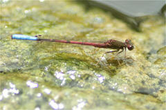 Oxyallagma dissidens