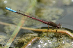 Oxyallagma dissidens