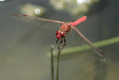 Sympetrum gilvum