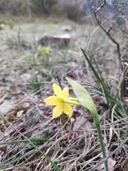 Narcissus