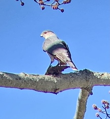 Accipiter cooperii