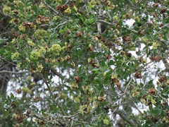 Pteleopsis myrtifolia