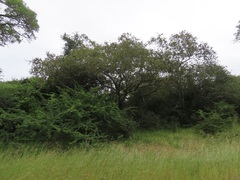 Pteleopsis myrtifolia