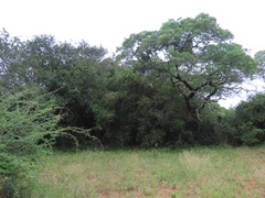 Hymenocardia ulmoides