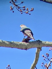 Accipiter cooperii