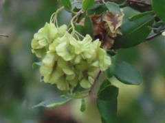 Pteleopsis myrtifolia