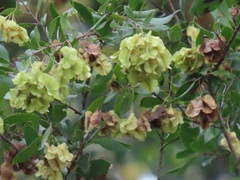 Pteleopsis myrtifolia