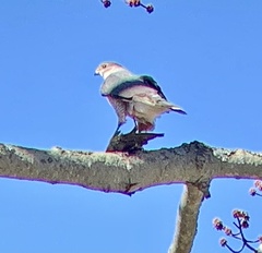 Accipiter cooperii