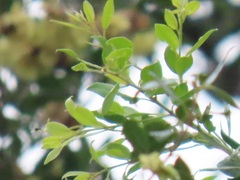 Pteleopsis myrtifolia