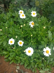 Argyranthemum pinnatifidum subsp. succulentum image