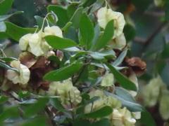 Pteleopsis myrtifolia