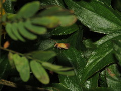 Piesmopoda semilutea