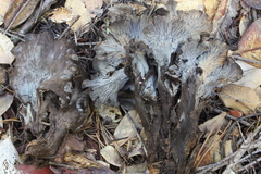 Craterellus atrocinereus