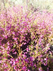 Erica multumbellifera