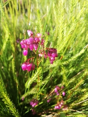 Erica multumbellifera