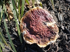 Ganoderma sessile