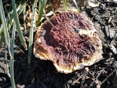 Ganoderma sessile