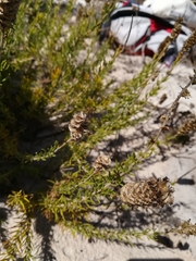 Microdon capitatus