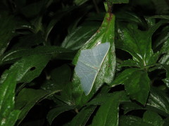 Thalassodes immissaria