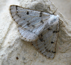 Dyscia fagaria