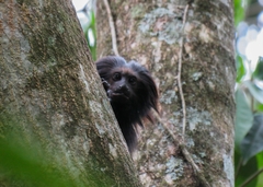 Leontopithecus chrysopygus