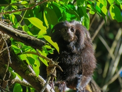 Leontopithecus chrysopygus