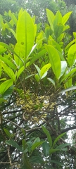 Pera arborea