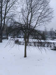 Ulmus glabra camperdownii